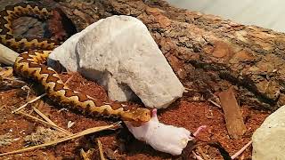 Nose horned Viper Live Feeding INSTANT DEATH [upl. by Dodi]