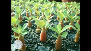 adenium seeds Index [upl. by Yoj913]