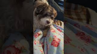 Havanese dog Coco hunts for a squeaky ball [upl. by Nataniel]