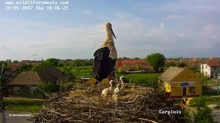 Barza Alba  White Stork Romania Carpinis  May 15  27 2017 [upl. by Sabba]