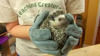 African Pygmy Hedgehog Facts [upl. by Nnaarat]