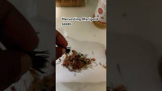 Harvesting marigold seeds gardening marigolds harvesting [upl. by Ynnavoj]