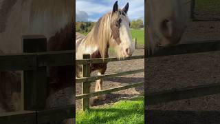 Shire Horse Snack Time A Moment in Nature [upl. by Agnes789]