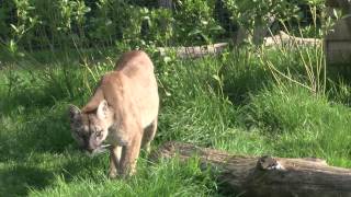 Mountain lion jumping [upl. by Jennie]