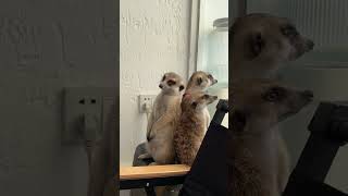 Meerkat too drowsy to stand and falling off table [upl. by Airaet487]