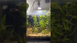 Aquatic plants growing without CO2 and liquid fertilizer 😍 shorts [upl. by Ellehcan760]