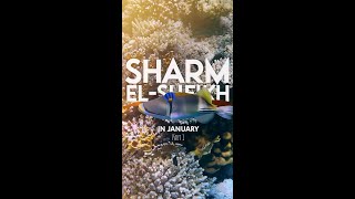 Sharm ElSheikh  Egypt in January  Part 1 [upl. by Heiner232]