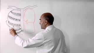 Lobectomy of Lung  How is it Performed [upl. by Morrissey]