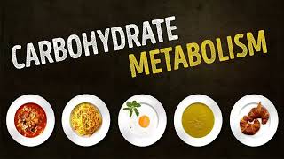 carbohydrate metabolism 3 [upl. by Nidak]