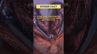 Sydney Funnel Web Spider Insect Fact [upl. by Anglo590]