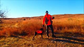 Prairie Chicken Sharptail Grouse amp Pheasant Hunting in the Nebraska Sandhills November 2528 2020 [upl. by Notsirb]