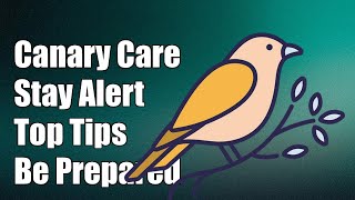 Dont Let Your Canary Get Sick Essential Tips You Cant Afford to Miss [upl. by Alinoel]