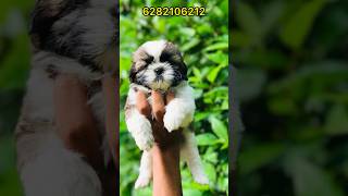 shih tzu puppies sale  shih tzu puppy sale kerala  shih tzu puppy  home delivery available [upl. by Gnilrits]