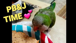 Yossie The Quaker Parrot Enjoying My PBampJ Thank You So Much For Voting For Sammy [upl. by Odella]