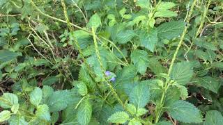 Stachytarpheta jamaicensis  Jamaica Vervain [upl. by Ari]