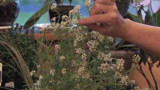 Flower Gardens  How to Grow Sweet Alyssum Lobularia Maritima [upl. by Alessandro]