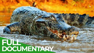 Wildlife  Episode 2 Crocodiles Alligators Caimans amp Gharials  Free Documentary Nature [upl. by Attenaej]