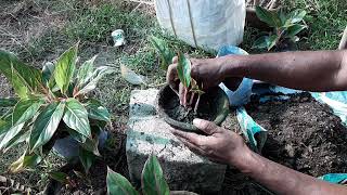 winter care for aglonima indoor plants [upl. by Yousuf]