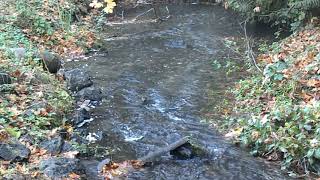 Salmon Run Kitsap Creek 2019 2 [upl. by Gypsie]