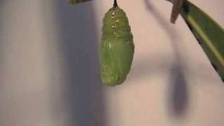 Unbelievable Transformation  Monarch Caterpillar to Chrysalis [upl. by Eelinej]