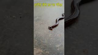 mind blowing facts about Hammerhead worm [upl. by Keven]