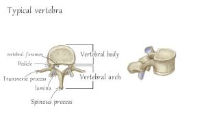 Cervical Vertebrae Anatomy [upl. by Acinehs]