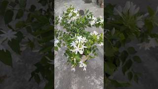 Kunda flowersWhite Jasmine Flowers Winter Jasmine shorts jasmine kunda garden [upl. by Yenwat823]