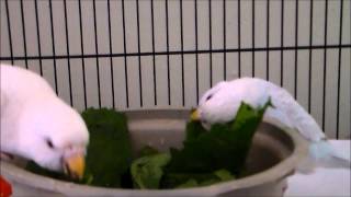 budgies fun with spinach [upl. by Aicelav]