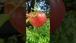 Oxheart Tomato Red heart shaped tomato [upl. by Juliette]