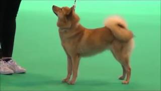 Crufts2017 suomenpystykorvat [upl. by Ainedrag]