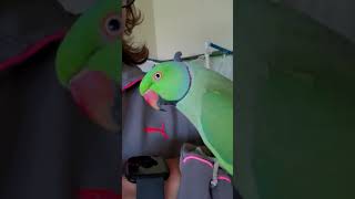 Indian Ringneck parrot talking [upl. by Ysteb645]