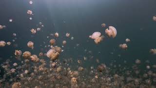 Jellyfish Lake Palau [upl. by Nwahsal]