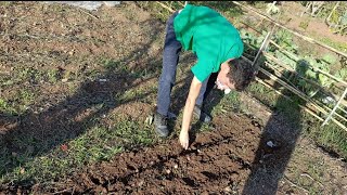 Agricultura Portugal Semear alhos 🧄 na horta [upl. by Demmahom336]