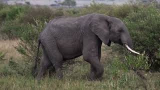 Safari game drive in Masai mara National Reserve Kenya [upl. by Eras225]