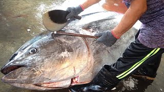 Worlds Sharpest Knife VS Over 300 KG Giant Bluefin Tuna [upl. by Hoxie]