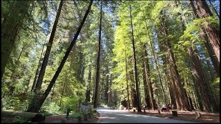 Jedediah Smith Redwoods State Park [upl. by Rednaeel692]