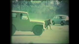 Bullens African Lion Safari QLD Australia  1976 [upl. by Amarette]