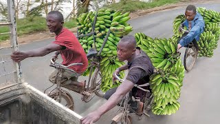 Risky But Genius Way They Transport Bananas in Africa [upl. by Paris]