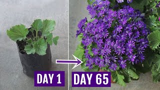 Secrets to Get 10X More Flowers on Cineraria Plants With UPDATES [upl. by Ohara]