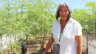 How to Grow Moringa Planting the Seed [upl. by Christenson249]