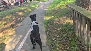 Itasca State Park Cabins and Lodge Tour PT 3 rvlife camperlife boxerpuppy nomad [upl. by Lav]