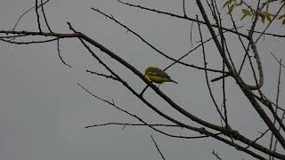 Bluewinged Warbler singing Goldenwinged style song [upl. by Panayiotis]