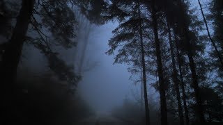 Virtual Drive Through The Dark and Foggy Forest  Rain and Thunder [upl. by Amhsirak]