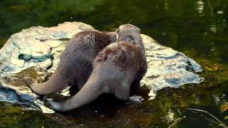 Mating Otters  Wetlands London [upl. by Ebneter]