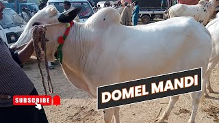 Domel Mandi Updates January 2024  Exploring Domail Mandi And Fatehjangi Racer Bulls [upl. by Ethyl]