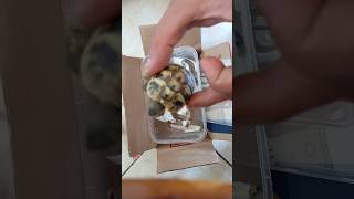 UNBOXING  TORTOISE HERMANNS TESTUDO HERMANNI BOETTGERI [upl. by Einot192]