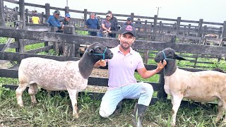 FEIRA DE CAPRINOS E OVINOS CARNEIRO DORPER EM DOIS RIACHOS ALAGOAS NORDESTE 12062024 nordeste [upl. by Nicki616]