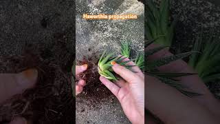 haworthia propagation [upl. by Oivat802]