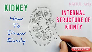 How to Draw Kidney  Internal structure of Kidney [upl. by Raddy125]