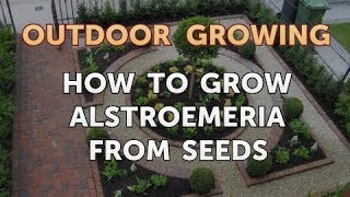 How to Grow Alstroemeria From Seeds [upl. by Newhall17]